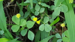 Medicago lupulina