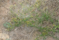 Erigeron inornatus