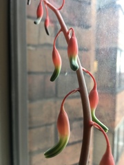 Gasteria carinata