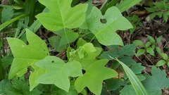 Liriodendron tulipifera