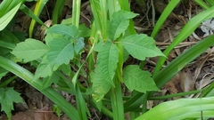 Toxicodendron radicans