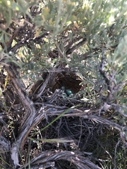 Oreoscoptes montanus