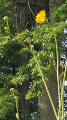 Silphium terebinthinaceum