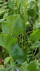 Silphium terebinthinaceum