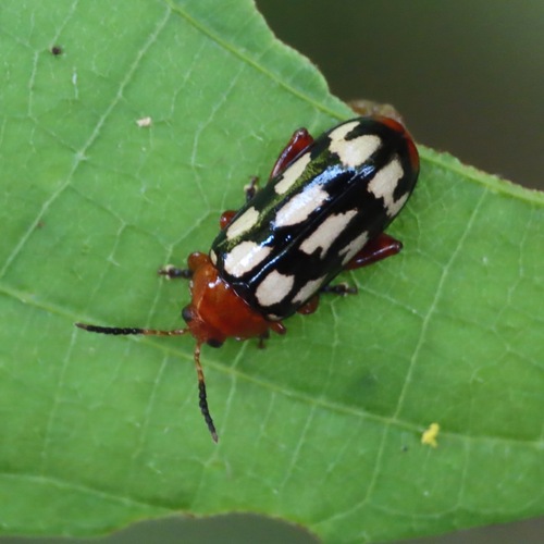 Disonycha scriptipennis (Disonycha scriptipennis)