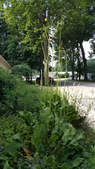 Silphium terebinthinaceum