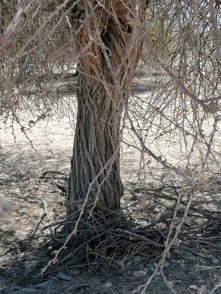 Vachellia reficiens