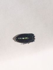 Lamprodila