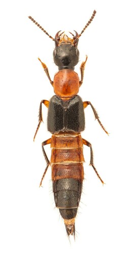 Laetulonthus laetulus