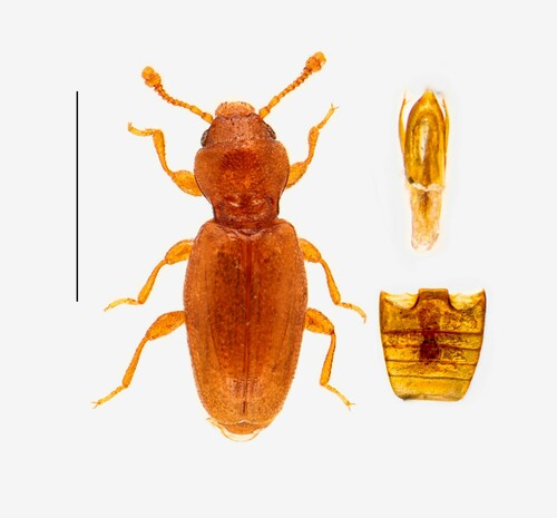 Holoparamecus caularum