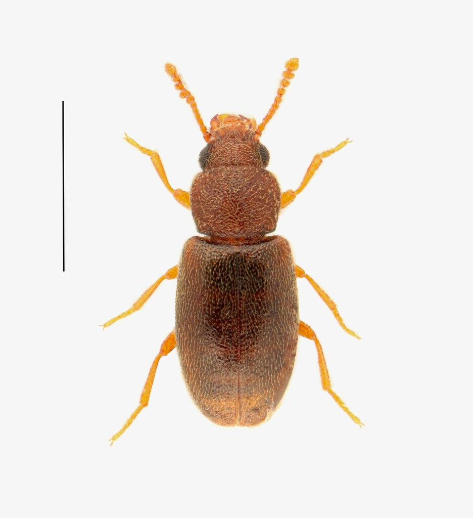 Darkling beetle