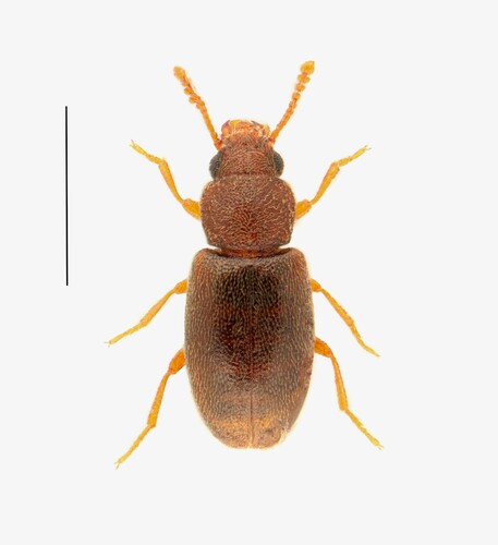 Darkling beetle