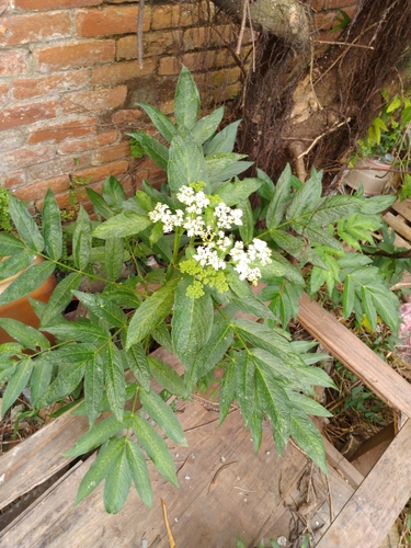 Sambucus javanica (Sambucus javanica)