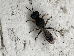 Ectemnius ruficornis