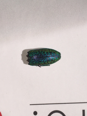 Lamprodila