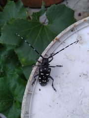 Anoplophora macularia