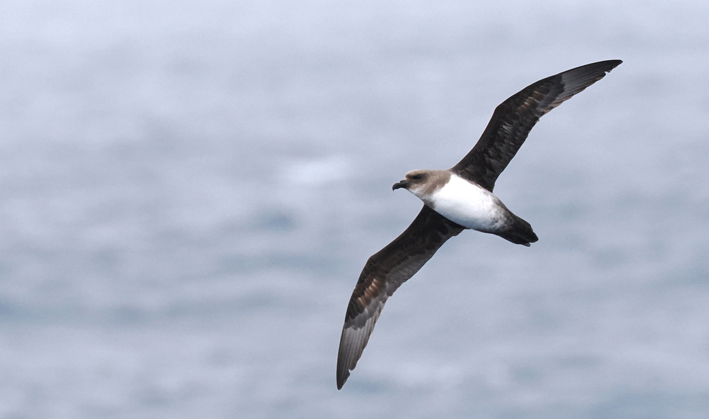 Atlantic Petrel