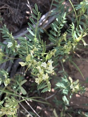 Astragalus tenellus