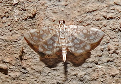 Lygropia rivulalis
