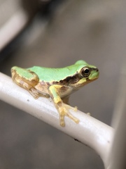 Hyla japonica