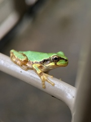 Hyla japonica