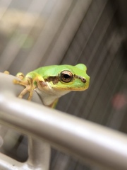 Hyla japonica