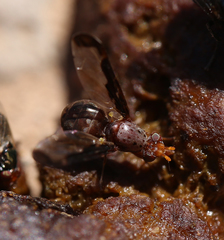 Diacrita costalis