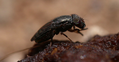 Notogramma