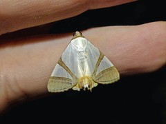 Eulepidotis persimilis