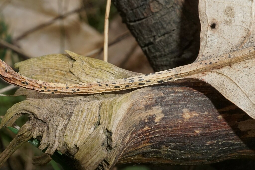 Lophodermium petiolicola
