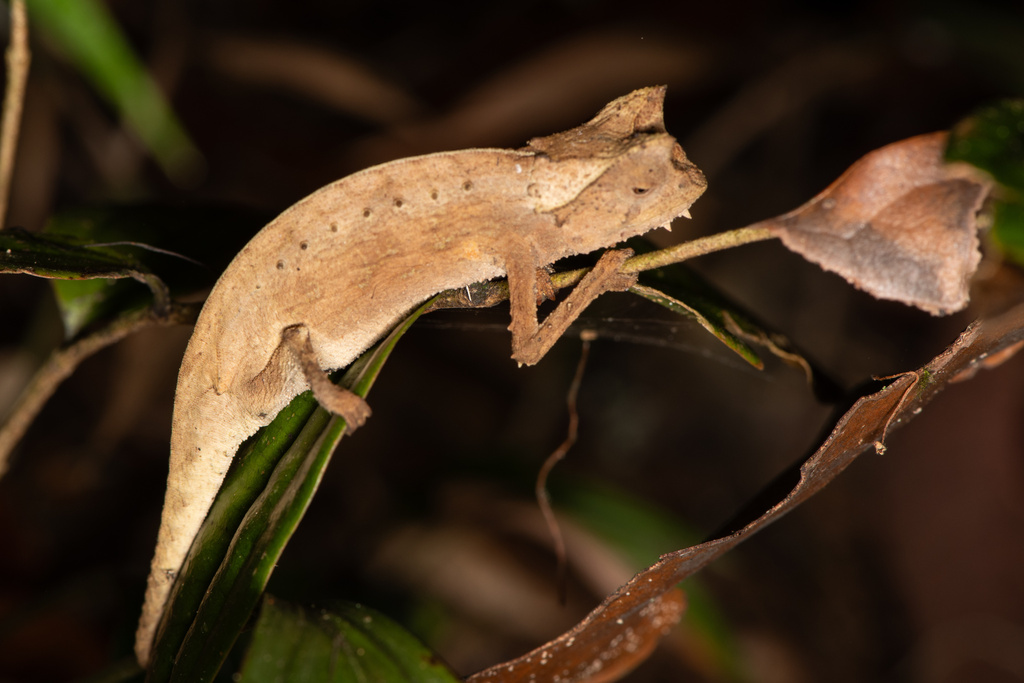 Brown Leaf Chameleon