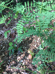 Astragalus crassicarpus trichocalyx