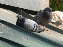 Columba livia domestica