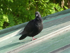 Columba livia domestica
