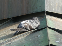 Columba livia domestica