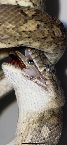 Coastal Carpet Python sighting