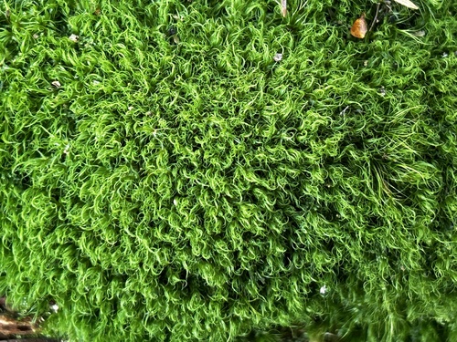Image of Montane Dicranum Moss (Dicranum montanum) by (c) MichellePrice_CJBG, some rights reserved (CC BY)