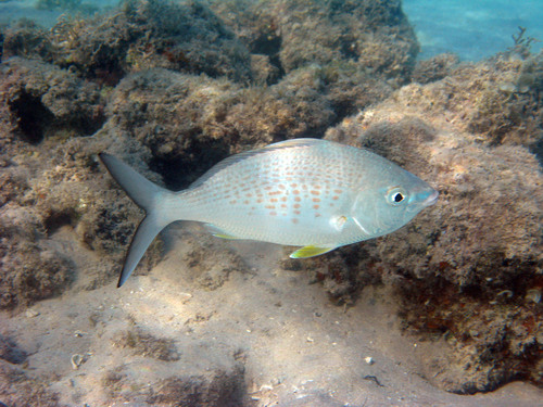 Longtail silverbiddy (Gerres longirostris) — Gerreidae