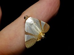 Eulepidotis persimilis