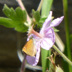 Piruna pirus