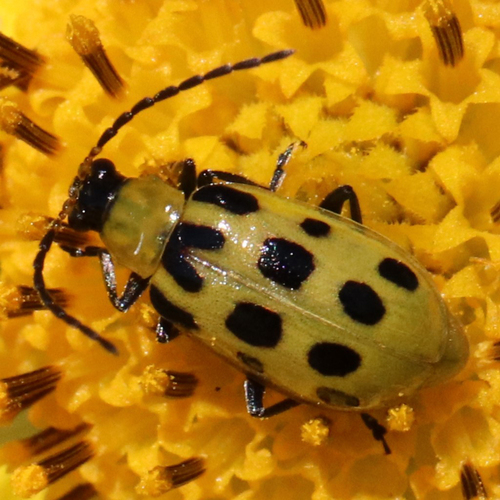 Spotted Cucumber Beetle photo 3