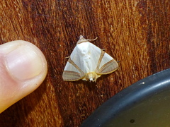 Eulepidotis persimilis