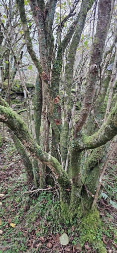 Hazel Gloves