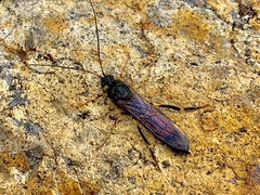 Urocerus flavicornis