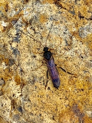 Urocerus flavicornis