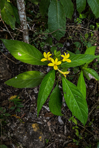 Image of Barleria oenotheroides by (c) Daniel Pineda Vera, some rights reserved (CC BY)