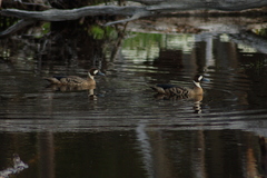 Speculanas specularis