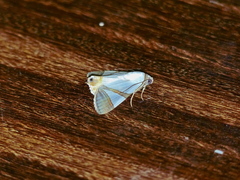 Eulepidotis persimilis