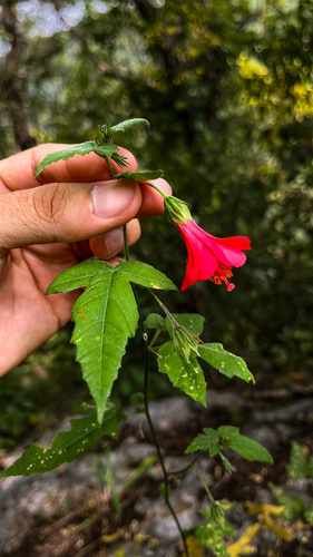 Hibiscus poeppigii, photograph 3