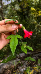 Hibiscus poeppigii, photograph (c) Daniel Pineda Vera, some rights reserved (CC BY)